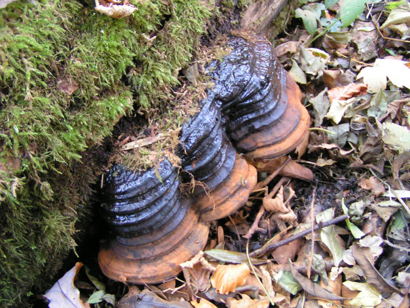 Fomes fomentarius Fomes fomentarius